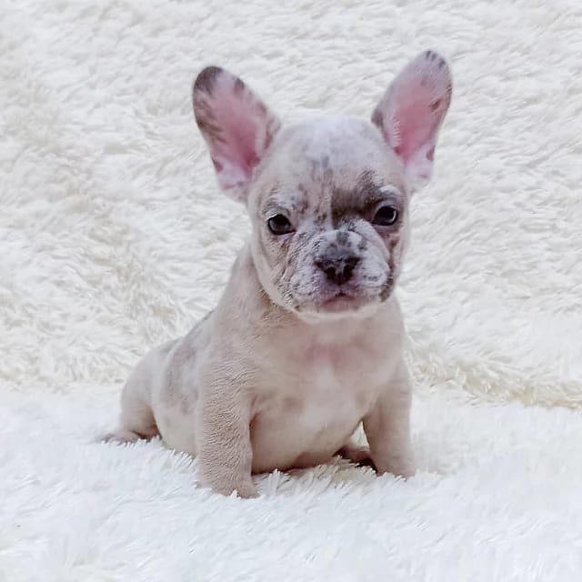 French Bulldog Puppies at Doggy First