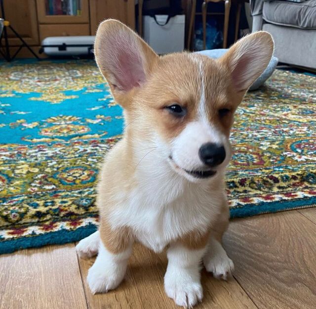 Pembroke Welsh Corgi Puppies at Doggy First
