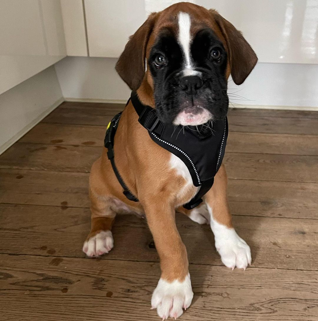 Boxer Puppies at Doggy First