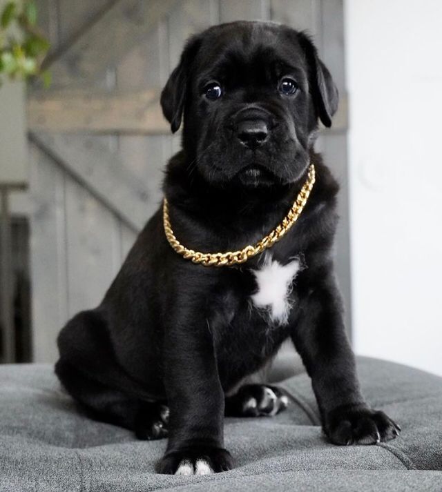 Cane Corso Puppies at Doggy First