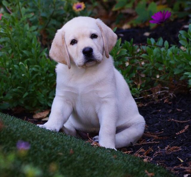 Labrador Retriever Puppies at Doggy First