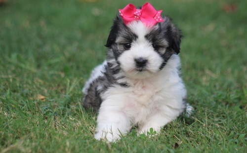 Coton De Tulear Puppies at Doggy First
