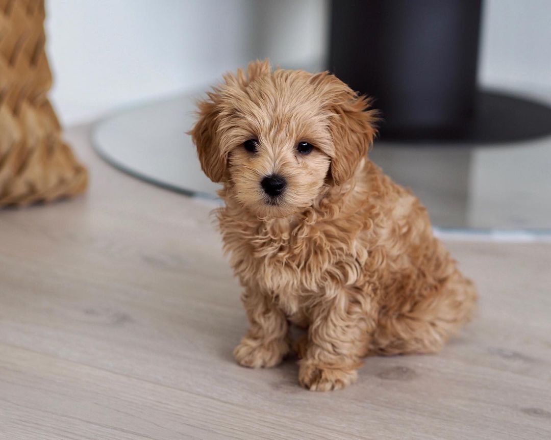 Maltipoo Puppies at Doggy First