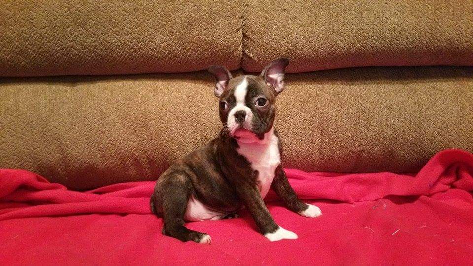 Boston Terrier Puppies at Doggy First