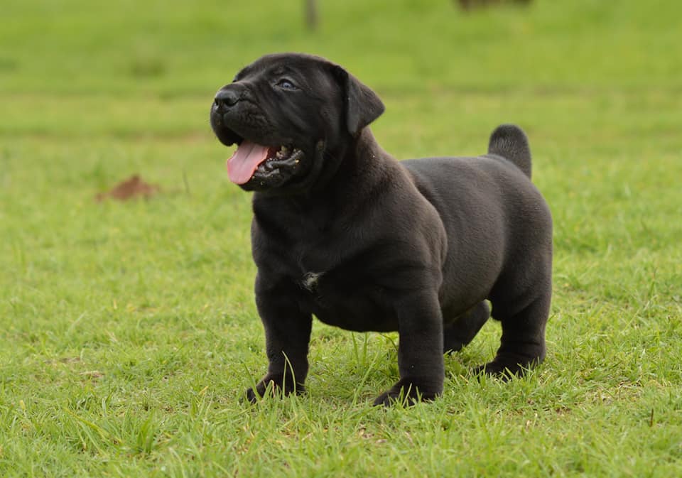BoerBoel Puppies at Doggy First
